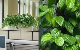 Cây trầu không trồng ở vị trí này tại nhà đem lại tài lộc, may mắn, bình an và hạnh phúc