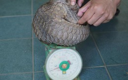 Phát hiện động vật cực quý hiếm tại khu vực chợ