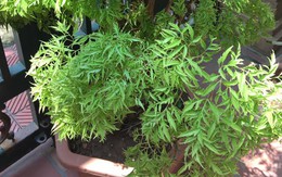 Vừa làm cảnh vừa dùng chế biến món ăn, cây cảnh này trồng trước nhà được ví như “nam châm” hút lộc, giữ khí lành