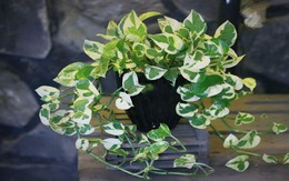 Cây trầu bà hợp những tuổi nào trong 12 con giáp