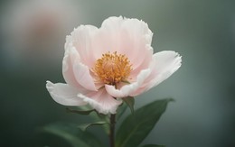 Sinh đúng những ngày Âm lịch này, vận may theo suốt đời