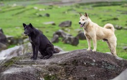 Các nhà khoa học tin rằng nếu con người biến mất, tất cả các loài chó trên hành tinh sẽ biến thành "chó ta" chỉ sau 5 năm