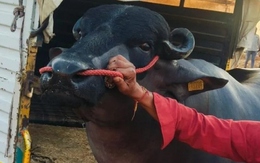 Con trâu màu đen khổng lồ có giá gần 62 tỷ đồng