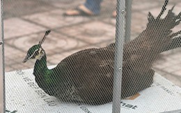 Người dân giao nộp chim công lục quý hiếm