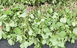 Chỉ vài nghìn 1 bó, chế biến rau này thêm trứng thành món ngon bổ dưỡng cho xương khớp ngày lạnh