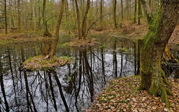 Phát hiện "kho báu" quý giá trong đầm lầy