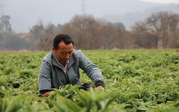 'Chiêu thức' của người đàn ông sinh năm 1984 bán rau kiếm hơn 37 tỷ đồng/năm