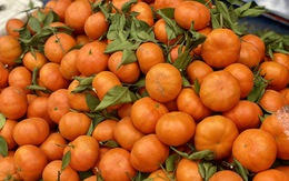 Tiểu thương chia sẻ về một loại cam đang bán tràn ngập thị trường, được người tiêu dùng không tiếc tiền mua