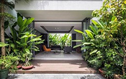 3 loại cây này dù rất đẹp nhưng không nên trồng trước nhà vì ảnh hưởng phong thủy và an toàn gia đình