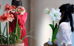 Nhiều chị em đang mê đắm loài hoa này: Cắm bình cũng đẹp, để cả chậu cũng sang, Tết nhìn là thấy giàu