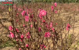 Đào sớm khoe sắc, phục vụ bà con chơi trước Tết
