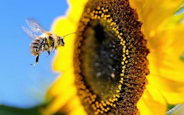 Vì sao cả thế giới sẽ lâm nguy nếu ong tuyệt chủng?