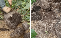 Món quà rừng hiếm nhất Đông Bắc: Kẻ rùng mình né xa, người mê đến độ dị ứng vẫn cố ăn