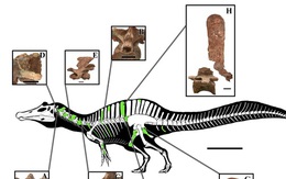 Thái Lan đào được sinh vật cổ đại kỳ lạ, có thể dài tới 8 m