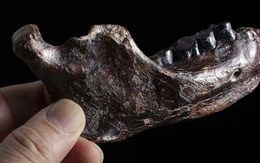 Bí ẩn 15 năm được giải mã chỉ sau một đêm? Cú đột phá từ cao răng giải mã bí ẩn 146.000 năm!