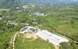 Phú Thọ: Tràn lan trang trại chăn nuôi quy mô lớn được xây dựng ở Cao Dương, nhiều bao tải phân ủ trấu vứt tràn lan