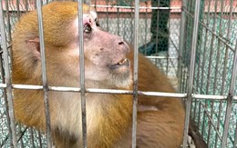 Người dân Hà Tĩnh tự nguyện giao nộp 3 cá thể khỉ quý hiếm