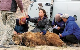 Hiếm hơn cả gấu trúc: "Bóng ma sa mạc" chỉ còn chưa đầy 50 cá thể và bên bờ vực tuyệt chủng