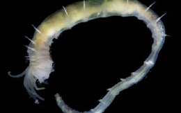 Vỏ Trái Đất rò rỉ, nuôi dưỡng sự sống kỳ lạ giữa băng cháy