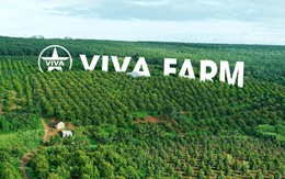 Hành trình từ nông trại Viva đến thị trường tỷ dân: Đưa cà phê Việt lên bản đồ thế giới