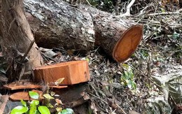 Vụ 'rỉ máu' ở Vườn Quốc gia Ba Bể: Hàng loạt cán bộ, tổ chức đảng bị kỷ luật