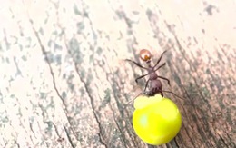 Phát hiện ở sân sau nhà của một cậu bé 8 tuổi đã thực sự thay đổi khoa học mãi mãi