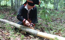 Thứ vỏ cây khô của đồng bào miền núi được các nước thích mê, đem về 6.500 tỷ