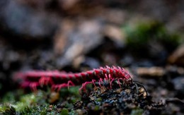 Phát hiện loài sinh vật hiếm chỉ xuất hiện vài ngày mỗi năm, du khách nối đuôi nhau đến tận nơi xem