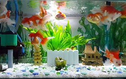 Người mệnh Hỏa có nên nuôi cá cảnh không?