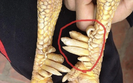 Một loài vật trong truyền thuyết Việt Nam có thật ngoài đời, nay thành đặc sản đắt đỏ