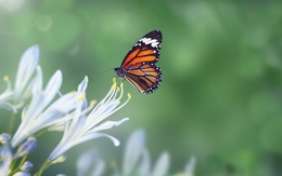 Tháng sinh Âm lịch của người trí tuệ, trung niên giàu không ai sánh bằng