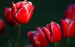 4 khung giờ sinh Âm lịch hoàng kim: Vận đỏ phủ kín, làm gì cũng thuận