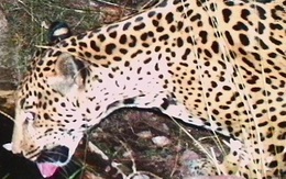 Phát hiện cá thể báo đốm chưa từng thấy xuất hiện liên tục