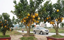 Đào cổ thụ, bưởi cảnh bỏ la liệt bên đường sau Tết, thương lái lỗ tiền tỷ