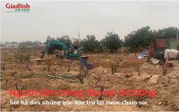 Người dân trồng đào tại Hà Đông hối hả đưa những gốc đào trở lại vườn chăm sóc cho Tết năm sau