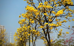 Mùa hoa phong linh Hà Nội - 'bản giao hưởng' của sắc vàng rực rỡ