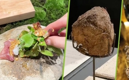 Nhà hàng phục vụ món tráng miệng từ phân voi trong suất ăn 13 triệu đồng