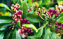 Diệt muỗi hiệu quả chỉ bằng cách trồng những cây này