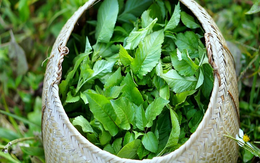 Loại cây là 'kẻ thù nhà nông' lại được ví như cỏ thần, thế giới đánh giá cao