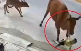 Bò thả rông tràn ra đường, húc văng cháu bé ở Đà Nẵng