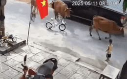 Hoảng hồn cảnh cháu bé bị bò thả rông húc văng ở Đà Nẵng