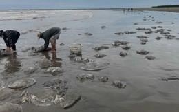 Nam Định: Người dân tấp nập thu hoạch sứa chết trôi dạt vào bờ biển Thịnh Long