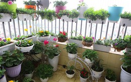 Lưu ý chọn cây ban công để tránh ảnh hưởng đến vận may và sức khỏe của các thành viên trong gia đình