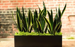 Cây lưỡi hổ có độc không, lưu ý gì khi trồng loại cây này?