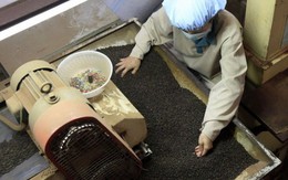 Một loại 'vàng đen' của nông sản Việt đang được nước giàu nhất châu Âu săn lùng, chi tới gần 50 triệu USD để nhập khẩu trong 4 tháng qua