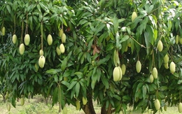 Top cây ăn quả cho bóng mát được yêu thích nhất