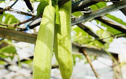 3 không khi ăn mướp
