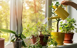 Lợi ích bất ngờ từ việc trồng cây xanh trong nhà cải thiện sức khỏe