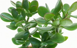 Top cây đặt phòng ngủ giúp giấc ngủ ngon, có lợi cho sức khỏe