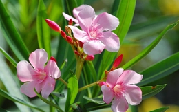 Những loại cây cảnh tuyệt đối không nên đặt trong phòng làm việc